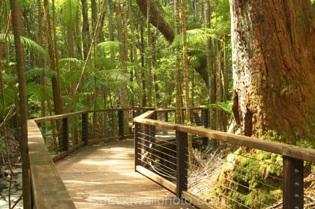 australasia;Australia;australian;board-walk;board-walks;boardwalk;boardwalks;bush;central-station;creek;creeks;foot-path;foot-paths;footpath;footpaths;forest;forests;Fraser-Island;great-sandy-n.p.;great-sandy-national-park;great-sandy-np;islands;native-bush;queensland;rainforest;track;tracks;tree;trees;UN-world-heritage-site;united-nations-world-heritage-s;vegetation;wanggoolba;wangoolba;world-heritage;World-Heritage-site