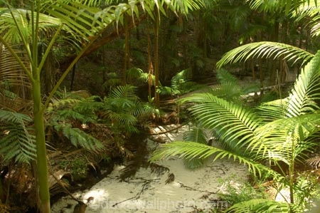 australasia;Australia;australian;brook;brooks;bush;central-station;clean;clear;clear-water;creek;creeks;fern;ferns;forest;forests;Fraser-Island;great-sandy-n.p.;great-sandy-national-park;great-sandy-np;islands;native-bush;natural;palm;palms;pristine;queensland;rainforest;sand;sandy;stream;streams;tree;trees;UN-world-heritage-site;united-nations-world-heritage-s;vegetation;wanggoolba;wangoolba;water;white-sand;white-sands;world-heritage;World-Heritage-site