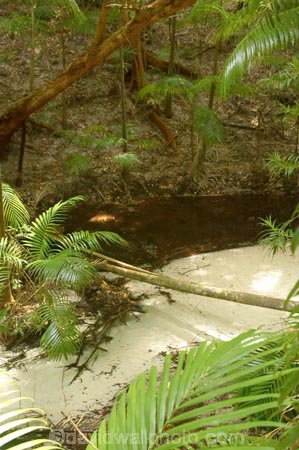 australasia;Australia;australian;brook;brooks;bush;central-station;clean;clear;clear-water;creek;creeks;fern;ferns;forest;forests;Fraser-Island;great-sandy-n.p.;great-sandy-national-park;great-sandy-np;islands;native-bush;natural;palm;palms;pristine;queensland;rainforest;sand;sandy;stream;streams;tree;trees;UN-world-heritage-site;united-nations-world-heritage-s;vegetation;wanggoolba;wangoolba;water;white-sand;white-sands;world-heritage;World-Heritage-site