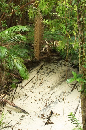 australasia;Australia;australian;brook;brooks;bush;central-station;clean;clear;clear-water;creek;creeks;fern;ferns;forest;forests;Fraser-Island;great-sandy-n.p.;great-sandy-national-park;great-sandy-np;islands;native-bush;natural;palm;palms;pristine;queensland;rainforest;sand;sandy;stream;streams;tree;trees;UN-world-heritage-site;united-nations-world-heritage-s;vegetation;wanggoolba;wangoolba;water;white-sand;white-sands;world-heritage;World-Heritage-site
