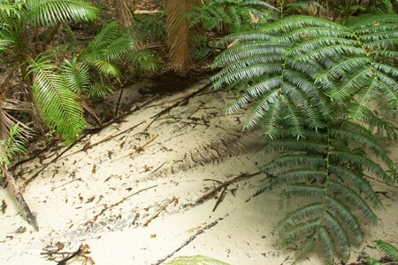 australasia;Australia;australian;brook;brooks;bush;central-station;clean;clear;clear-water;creek;creeks;fern;ferns;forest;forests;Fraser-Island;great-sandy-n.p.;great-sandy-national-park;great-sandy-np;islands;native-bush;natural;palm;palms;pristine;queensland;rainforest;sand;sandy;stream;streams;tree;trees;UN-world-heritage-site;united-nations-world-heritage-s;vegetation;wanggoolba;wangoolba;water;white-sand;white-sands;world-heritage;World-Heritage-site