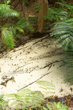 australasia;Australia;australian;brook;brooks;bush;central-station;clean;clear;clear-water;creek;creeks;fern;ferns;forest;forests;Fraser-Island;great-sandy-n.p.;great-sandy-national-park;great-sandy-np;islands;native-bush;natural;palm;palms;pristine;queensland;rainforest;sand;sandy;stream;streams;tree;trees;UN-world-heritage-site;united-nations-world-heritage-s;vegetation;wanggoolba;wangoolba;water;white-sand;white-sands;world-heritage;World-Heritage-site