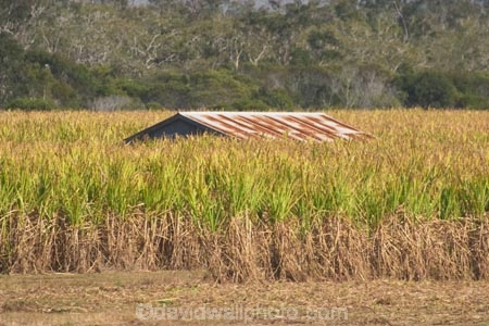 agricultural;agriculture;australasia;Australia;australian;building;buildings;crop;crops;farm;farming;farmland;farms;field;fields;hervey-bay;horticulture;meadow;meadows;old-roof;paddock;paddocks;pasture;pastures;pattern;patterns;Queensland;roof;roofs;rooves;rural;rusty;shed;sheds;sugar-cane;sugar_cane;sugarcane;tropical