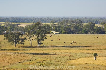 agricultural;agriculture;australasia;Australia;australian;beef;cattle;cow;cows;eucalyptus;farm;farming;farmland;farms;field;fields;gum-tree;gum-trees;hervey-bay;meadow;meadows;open;paddock;paddocks;pasture;pastures;Queensland;rural;tree;trees