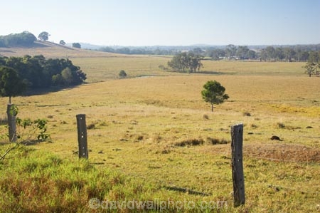 agricultural;agriculture;australasia;Australia;australian;eucalyptus;farm;farming;farmland;farms;fence;fenceline;fencelines;fences;field;fields;gum-tree;gum-trees;hervey-bay;meadow;meadows;open;paddock;paddocks;pasture;pastures;Queensland;rural;tree;trees
