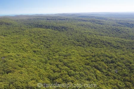 aerial;aerials;australasia;Australia;australian;bush;forest;forests;Fraser-Island;great-sandy-n.p.;great-sandy-national-park;great-sandy-np;islands;native-bush;queensland;rainforest;UN-world-heritage-site;united-nations-world-heritage-s;vegetation;world-heritage;World-Heritage-site