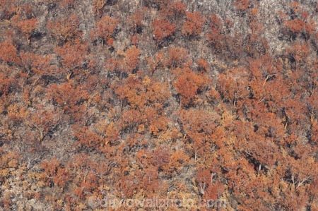 aerial;aerials;australasia;Australia;australian;brush;burnt;bush;bush-fire;bush-fires;bush_fire;bush_fires;bushfire;bushfires;Catastrophe;Catastrophes;conservation;Countryside;Danger;Deforestation;destroy;destruction;destructive;disaster;Disasters;engulf;environment;environmental-issues;Fire;fires;flora;foliage;forest;forests;Fraser-Island;great-sandy-n.p.;great-sandy-national-park;great-sandy-np;Hazard;incinerated;islands;landscape;landscapes;loss;Losses;native-bush;natural;Natural-disaster;Natural-disasters;nature;outdoors;plant;pollution;queensland;rainforest;regeneration;scorch;scorched;scrub;tree;trees;UN-world-heritage-site;united-nations-world-heritage-s;vegetation;wild-fire;wild-fires;wild_fire;wild_fires;wildfire;wildfires;world-heritage;World-Heritage-site