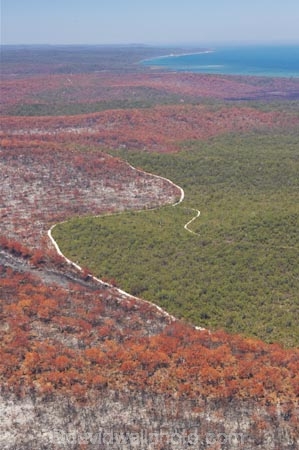 aerial;aerials;australasia;Australia;australian;brush;burnt;bush;bush-fire;bush-fires;bush_fire;bush_fires;bushfire;bushfires;Catastrophe;Catastrophes;conservation;Countryside;Danger;Deforestation;destroy;destruction;destructive;disaster;Disasters;engulf;environment;environmental-issues;Fire;fire-break;fire-breaks;fire_break;fire_breaks;firebreak;firebreaks;fires;flora;foliage;forest;forests;Fraser-Island;great-sandy-n.p.;great-sandy-national-park;great-sandy-np;Hazard;incinerated;islands;landscape;landscapes;loss;Losses;native-bush;natural;Natural-disaster;Natural-disasters;nature;outdoors;plant;pollution;queensland;rainforest;regeneration;scorch;scorched;scrub;tree;trees;UN-world-heritage-site;united-nations-world-heritage-s;vegetation;wild-fire;wild-fires;wild_fire;wild_fires;wildfire;wildfires;world-heritage;World-Heritage-site