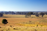 agricultural;agriculture;australasia;Australia;australian;eucalyptus;farm;farming;farmland;farms;field;fields;gum-tree;gum-trees;hervey-bay;meadow;meadows;open;paddock;paddocks;pasture;pastures;Queensland;rural;tree;trees