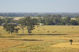 agricultural;agriculture;australasia;Australia;australian;beef;cattle;cow;cows;eucalyptus;farm;farming;farmland;farms;field;fields;gum-tree;gum-trees;hervey-bay;meadow;meadows;open;paddock;paddocks;pasture;pastures;Queensland;rural;tree;trees