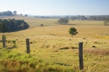agricultural;agriculture;australasia;Australia;australian;eucalyptus;farm;farming;farmland;farms;fence;fenceline;fencelines;fences;field;fields;gum-tree;gum-trees;hervey-bay;meadow;meadows;open;paddock;paddocks;pasture;pastures;Queensland;rural;tree;trees