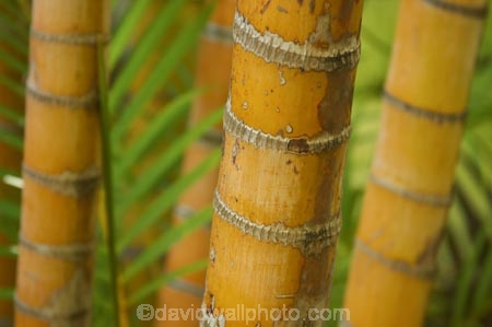 bamboo;flora;foliage;Natural-background;Natural-backgrounds;Nature;pattern;patterns;plant;plants;stem;stems;tropical;trunk;trunks;vegetation