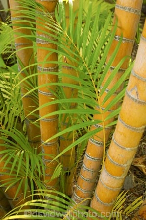 bamboo;flora;foliage;Natural-background;Natural-backgrounds;Nature;pattern;patterns;plant;plants;stem;stems;tropical;trunk;trunks;vegetation