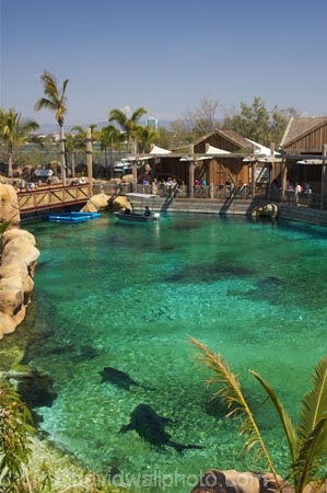 amusement-park;amusement-parks;australasia;Australia;entertainment;fun;fun-park;fun-parks;Gold-Coast;holiday;holidays;marine;Marine-life;park;parks;play;pool;Queensland;Sea;sea-world;shark;shark-bay;sharks;Surfers-Paradise;theme-park;theme-parks;tourism;trained;travel;vacation;vacations