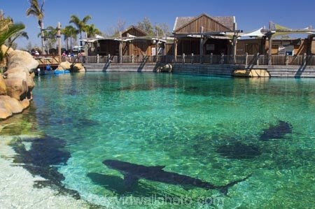 amusement-park;amusement-parks;australasia;Australia;entertainment;fun;fun-park;fun-parks;Gold-Coast;holiday;holidays;marine;Marine-life;park;parks;play;pool;Queensland;Sea;sea-world;shark;shark-bay;sharks;Surfers-Paradise;theme-park;theme-parks;tourism;trained;travel;vacation;vacations