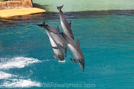 amusement-park;amusement-parks;australasia;Australia;Cetacean;Cetaceans;dental;dolphin;dolphins;entertainment;fun;fun-park;fun-parks;Gold-Coast;holiday;holidays;jump;jumps;marine;Marine-life;Marine-mammal;Marine-mammals;mouth;mouths;park;parks;play;Playful;Playfulness;Queensland;Sea;Sea-mammal;Sea-mammals;sea-world;Show;Surfers-Paradise;teeth;theme-park;theme-parks;tourism;trained;trainer;travel;vacation;vacations