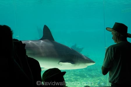 amusement-park;amusement-parks;aquarium;aquariums;australasia;Australia;danger;dangerous;entertainment;fear;fearful;fun;fun-park;fun-parks;glass;Gold-Coast;holiday;holidays;marine;Marine-life;park;parks;people;pool;Queensland;Sea;sea-world;shark;shark-bay;sharks;Surfers-Paradise;theme-park;theme-parks;tourism;travel;underwater;vacation;vacations;view;viewing;watch;watching