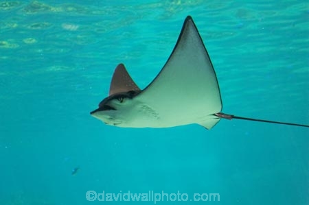 amusement-park;amusement-parks;aquarium;aquariums;australasia;Australia;danger;dangerous;entertainment;fear;fearful;fun;fun-park;fun-parks;glass;Gold-Coast;holiday;holidays;marine;Marine-life;park;parks;pool;Queensland;Sea;sea-world;shark-bay;sting-ray;sting-rays;sting_ray;sting_rays;stingray;stingrays;Surfers-Paradise;theme-park;theme-parks;tourism;travel;underwater;vacation;vacations;view