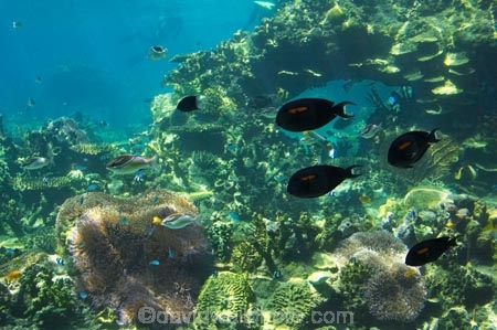 amusement-park;amusement-parks;aquarium;aquariums;australasia;Australia;entertainment;fish;fishes;fun;fun-park;fun-parks;glass;Gold-Coast;holiday;holidays;marine;Marine-life;park;parks;pool;Queensland;Sea;sea-world;shark-bay;Surfers-Paradise;theme-park;theme-parks;tourism;travel;underwater;vacation;vacations;view