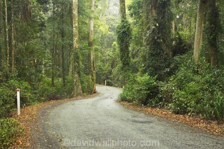 s;australasia;Australia;bend;damp;forest;forests;Gold-Coast;green;Hinterland;Lamington-National-Park;natural;nature;Queensland;rain-forest;rain-forests;rain_forest;rain_forests;rainforest;rainforests;Road;roads;s-bend;tranportation;transport;travel;tree;trees;wet;woods