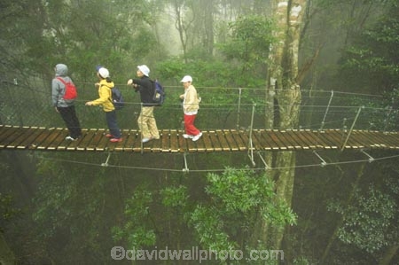 australasia;Australia;australian;bridge;bridges;canopy;canopy-walk;damp;exciting;forest;forests;Gold-Coast;green;high;Hinterland;Lamington-National-Park;natural;nature;OReillys;OReillys;pedestrian;Queensland;rain;rain-forest;rain-forests;rain_forest;rain_forests;rainforest;rainforests;rainy;tourist;tourists;tree;tree-top;tree_top;trees;treetop-walk;walkway;wet;woods