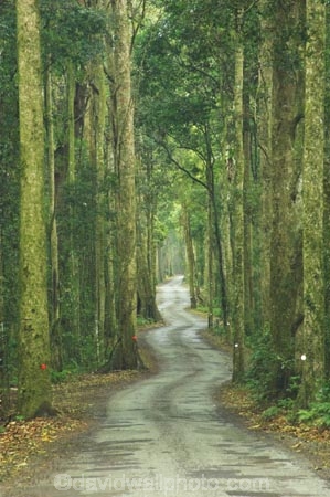 s;australasia;Australia;bend;damp;forest;forests;Gold-Coast;green;Hinterland;Lamington-National-Park;natural;nature;Queensland;rain-forest;rain-forests;rain_forest;rain_forests;rainforest;rainforests;Road;roads;s-bend;tranportation;transport;travel;tree;trees;wet;woods
