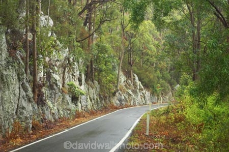 australasia;Australia;damp;forest;forests;Gold-Coast;green;Hinterland;narrow;natural;nature;Queensland;rain;rain-forest;rain-forests;rain_forest;rain_forests;rainforest;rainforests;rainy;Road;roads;Springbrook-National-Park;tranportation;transport;travel;tree;trees;wet;woods