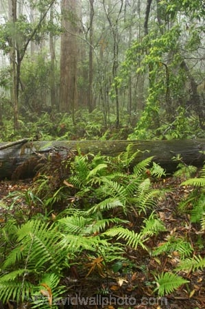 australasia;Australia;australian;damp;fern;ferns;forest;forests;Gold-Coast;green;Hinterland;lush;natural;nature;Queensland;rain;rain-forest;rain-forests;rain_forest;rain_forests;rainforest;rainforests;rainy;Springbrook-National-Park;tree;trees;wet;wilderness;woods