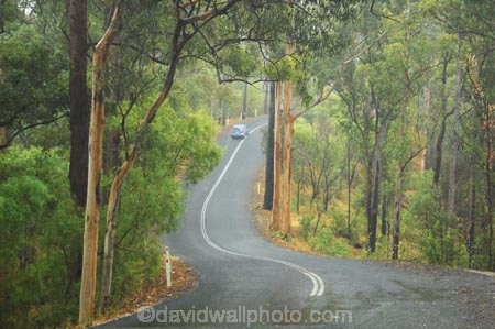s;australasia;Australia;australian;bend;damp;forest;forests;Gold-Coast;green;Hinterland;natural;nature;Numinbah-State-Forest;Queensland;rain;rain-forest;rain-forests;rain_forest;rain_forests;rainforest;rainforests;rains;rainy;Road;roads;s-bend;slippery;tranportation;transport;travel;tree;trees;wet;woods