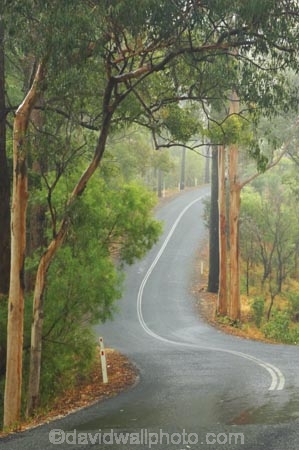s;australasia;Australia;australian;bend;damp;forest;forests;Gold-Coast;green;Hinterland;natural;nature;Numinbah-State-Forest;Queensland;rain;rain-forest;rain-forests;rain_forest;rain_forests;rainforest;rainforests;rains;rainy;Road;roads;s-bend;slippery;tranportation;transport;travel;tree;trees;wet;woods