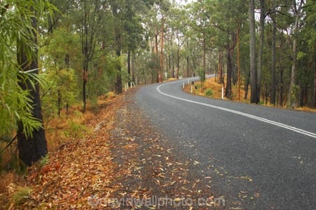 australasia;Australia;australian;bend;bush;damp;forest;forests;Gold-Coast;green;Hinterland;natural;nature;Numinbah-State-Forest;Queensland;rain;rains;rainy;Road;roads;slippery;tranportation;transport;travel;tree;trees;wet;woods