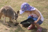 animal;animals;australasia;Australia;child;children;currumbin;currumbin-wildlife-park;Feeding;girl;girls;Gold-Coast;kangaroo;kangaroos;little-girl;mammal;mammals;marsupial;marsupials;Queensland;tame