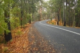australasia;Australia;australian;bend;bush;damp;forest;forests;Gold-Coast;green;Hinterland;natural;nature;Numinbah-State-Forest;Queensland;rain;rains;rainy;Road;roads;slippery;tranportation;transport;travel;tree;trees;wet;woods