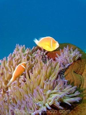 Agincourt-Reef;Agincourt-Reefs;Amphiprion-perideraion;Anemone;Anemones;australasian;Australia;australian;Barrier-Reef;coral-reef;coral-reefs;Coral-Sea;dive-site;dive-sites;diving;Ecosystem;Environment;False-skunk-striped-clown;False-skunk_striped-anemonefish;False-skunkstriped-anemonefish;fish;fishes;Great-Barrier-Reef;Great-Barrier-Reef-Marine-Park;marine;marine-environment;Marine-life;marinelife;North-Queensland;ocean;oceanlife;oceans;Pink-Anemonefish;Pink-Anemonefishes;Pink-skunk-clown;Pomacentridae;Qld;queensland;reef;reefs;ribbon-reef;ribbon-reefs;ribbonreef;ribbonreefs;Salmon-clownfish;scuba-diving;sea;sealife;seas;south-pacific;tasman-sea;Tropcial-North-Queensland;tropical-reef;tropical-reefs;under-water;under_water;undersea;underwater;underwater-photo;underwater-photography;underwater-photos;UNESCO-World-Heritage-Site;Whitebanded-anemonefish;Wiorld-Heritage-Site;world-heritage-area;World-Heritage-Park