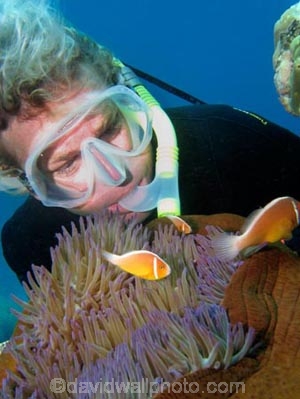 Agincourt-Reef;Agincourt-Reefs;Amphiprion-perideraion;Anemone;Anemones;australasian;Australia;australian;Barrier-Reef;coral-reef;coral-reefs;Coral-Sea;dive-site;dive-sites;diver;divers;diving;Ecosystem;Environment;False-skunk-striped-clown;False-skunk_striped-anemonefish;False-skunkstriped-anemonefish;fish;fishes;Fluffy;free-diver;free-divers;free-diving;Great-Barrier-Reef;Great-Barrier-Reef-Marine-Park;marine;marine-environment;Marine-life;marinelife;North-Queensland;ocean;oceanlife;oceans;people;person;persons;Pink-Anemonefish;Pink-Anemonefishes;Pink-skunk-clown;Pomacentridae;Qld;queensland;reef;reefs;ribbon-reef;ribbon-reefs;ribbonreef;ribbonreefs;Salmon-clownfish;scuba-diver;scuba-divers;scuba-diving;sea;sealife;seas;snorkel;snorkeler;snorkelers;snorkeling;south-pacific;swim;swimmer;swimmers;swimming;tasman-sea;tourism;travel;Tropcial-North-Queensland;tropical-reef;tropical-reefs;under-water;under_water;undersea;underwater;underwater-photo;underwater-photography;underwater-photos;UNESCO-World-Heritage-Site;water;watersport;watersports;Whitebanded-anemonefish;Wiorld-Heritage-Site;world-heritage-area;World-Heritage-Park