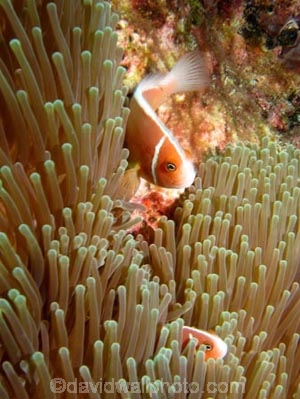 Agincourt-Reef;Agincourt-Reefs;Amphiprion-perideraion;Anemone;Anemones;australasian;Australia;australian;Barrier-Reef;coral-reef;coral-reefs;Coral-Sea;dive-site;dive-sites;diving;Ecosystem;Environment;False-skunk-striped-clown;False-skunk_striped-anemonefish;False-skunkstriped-anemonefish;fish;fishes;Great-Barrier-Reef;Great-Barrier-Reef-Marine-Park;marine;marine-environment;Marine-life;marinelife;North-Queensland;ocean;oceanlife;oceans;Pink-Anemonefish;Pink-Anemonefishes;Pink-skunk-clown;Pomacentridae;Qld;queensland;reef;reefs;ribbon-reef;ribbon-reefs;ribbonreef;ribbonreefs;Salmon-clownfish;scuba-diving;sea;sealife;seas;south-pacific;tasman-sea;Tropcial-North-Queensland;tropical-reef;tropical-reefs;under-water;under_water;undersea;underwater;underwater-photo;underwater-photography;underwater-photos;UNESCO-World-Heritage-Site;Whitebanded-anemonefish;Wiorld-Heritage-Site;world-heritage-area;World-Heritage-Park