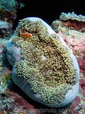 Agincourt-Reef;Agincourt-Reefs;Amphiprion-perideraion;Anemone;Anemones;australasian;Australia;australian;Barrier-Reef;coral-reef;coral-reefs;Coral-Sea;dive-site;dive-sites;diving;Ecosystem;Environment;False-skunk-striped-clown;False-skunk_striped-anemonefish;False-skunkstriped-anemonefish;fish;fishes;Great-Barrier-Reef;Great-Barrier-Reef-Marine-Park;marine;marine-environment;Marine-life;marinelife;North-Queensland;ocean;oceanlife;oceans;Pink-Anemonefish;Pink-Anemonefishes;Pink-skunk-clown;Pomacentridae;Qld;queensland;reef;reefs;ribbon-reef;ribbon-reefs;ribbonreef;ribbonreefs;Salmon-clownfish;scuba-diving;sea;sealife;seas;south-pacific;tasman-sea;Tropcial-North-Queensland;tropical-reef;tropical-reefs;under-water;under_water;undersea;underwater;underwater-photo;underwater-photography;underwater-photos;UNESCO-World-Heritage-Site;Whitebanded-anemonefish;Wiorld-Heritage-Site;world-heritage-area;World-Heritage-Park