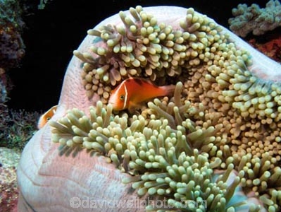 Agincourt-Reef;Agincourt-Reefs;Amphiprion-perideraion;Anemone;Anemones;australasian;Australia;australian;Barrier-Reef;coral-reef;coral-reefs;Coral-Sea;dive-site;dive-sites;diving;Ecosystem;Environment;False-skunk-striped-clown;False-skunk_striped-anemonefish;False-skunkstriped-anemonefish;fish;fishes;Great-Barrier-Reef;Great-Barrier-Reef-Marine-Park;marine;marine-environment;Marine-life;marinelife;North-Queensland;ocean;oceanlife;oceans;Pink-Anemonefish;Pink-Anemonefishes;Pink-skunk-clown;Pomacentridae;Qld;queensland;reef;reefs;ribbon-reef;ribbon-reefs;ribbonreef;ribbonreefs;Salmon-clownfish;scuba-diving;sea;sealife;seas;south-pacific;tasman-sea;Tropcial-North-Queensland;tropical-reef;tropical-reefs;under-water;under_water;undersea;underwater;underwater-photo;underwater-photography;underwater-photos;UNESCO-World-Heritage-Site;Whitebanded-anemonefish;Wiorld-Heritage-Site;world-heritage-area;World-Heritage-Park