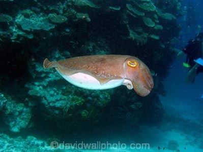 Agincourt-Reef;Agincourt-Reefs;Australasian;Australia;Australian;Barrier-Reef;Cephalopoda;coral-reef;coral-reefs;Coral-Sea;Cuttlefish;Cuttlefishes;cuttles;dive-site;dive-sites;diving;ecosystem;environment;fish;fishes;Great-Barrier-Reef;Great-Barrier-Reef-Marine-Park;invertibrate;marine;marine-environment;marine-life;marinelife;mollusc;mollusca;molluscs;mollusk;mollusks;North-Queensland;Ocean;oceanlife;Oceans;Qld;Queensland;reef;reefs;ribbon-reef;ribbon-reefs;ribbonreef;ribbonreefs;scuba-diving;Sea;sealife;Seas;Sepiida;Sepiidae;South-Pacific;Tasman-Sea;tentacle;tentacles;Tropcial-North-Queensland;tropical-reef;tropical-reefs;under-water;under_water;undersea;underwater;underwater-photo;underwater-photography;underwater-photos;UNESCO-World-Heritage-Site;Wiorld-Heritage-Site;World-Heritage-Area;World-Heritage-Park