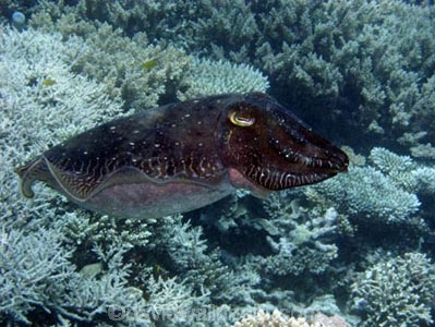 Agincourt-Reef;Agincourt-Reefs;Australasian;Australia;Australian;Barrier-Reef;Cephalopoda;coral-reef;coral-reefs;Coral-Sea;Cuttlefish;Cuttlefishes;cuttles;dive-site;dive-sites;diving;ecosystem;environment;fish;fishes;Great-Barrier-Reef;Great-Barrier-Reef-Marine-Park;invertibrate;marine;marine-environment;marine-life;marinelife;mollusc;mollusca;molluscs;mollusk;mollusks;North-Queensland;Ocean;oceanlife;Oceans;Qld;Queensland;reef;reefs;ribbon-reef;ribbon-reefs;ribbonreef;ribbonreefs;scuba-diving;Sea;sealife;Seas;Sepiida;Sepiidae;South-Pacific;Tasman-Sea;tentacle;tentacles;Tropcial-North-Queensland;tropical-reef;tropical-reefs;under-water;under_water;undersea;underwater;underwater-photo;underwater-photography;underwater-photos;UNESCO-World-Heritage-Site;Wiorld-Heritage-Site;World-Heritage-Area;World-Heritage-Park