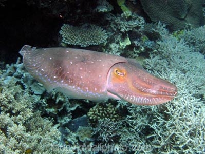 Agincourt-Reef;Agincourt-Reefs;Australasian;Australia;Australian;Barrier-Reef;Cephalopoda;coral-reef;coral-reefs;Coral-Sea;Cuttlefish;Cuttlefishes;cuttles;dive-site;dive-sites;diving;ecosystem;environment;fish;fishes;Great-Barrier-Reef;Great-Barrier-Reef-Marine-Park;invertibrate;marine;marine-environment;marine-life;marinelife;mollusc;mollusca;molluscs;mollusk;mollusks;North-Queensland;Ocean;oceanlife;Oceans;Qld;Queensland;reef;reefs;ribbon-reef;ribbon-reefs;ribbonreef;ribbonreefs;scuba-diving;Sea;sealife;Seas;Sepiida;Sepiidae;South-Pacific;Tasman-Sea;tentacle;tentacles;Tropcial-North-Queensland;tropical-reef;tropical-reefs;under-water;under_water;undersea;underwater;underwater-photo;underwater-photography;underwater-photos;UNESCO-World-Heritage-Site;Wiorld-Heritage-Site;World-Heritage-Area;World-Heritage-Park
