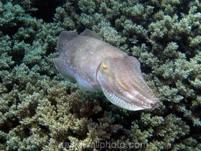 Agincourt-Reef;Agincourt-Reefs;Australasian;Australia;Australian;Barrier-Reef;Cephalopoda;coral-reef;coral-reefs;Coral-Sea;Cuttlefish;Cuttlefishes;cuttles;dive-site;dive-sites;diving;ecosystem;environment;fish;fishes;Great-Barrier-Reef;Great-Barrier-Reef-Marine-Park;invertibrate;marine;marine-environment;marine-life;marinelife;mollusc;mollusca;molluscs;mollusk;mollusks;North-Queensland;Ocean;oceanlife;Oceans;Qld;Queensland;reef;reefs;ribbon-reef;ribbon-reefs;ribbonreef;ribbonreefs;scuba-diving;Sea;sealife;Seas;Sepiida;Sepiidae;South-Pacific;Tasman-Sea;tentacle;tentacles;Tropcial-North-Queensland;tropical-reef;tropical-reefs;under-water;under_water;undersea;underwater;underwater-photo;underwater-photography;underwater-photos;UNESCO-World-Heritage-Site;Wiorld-Heritage-Site;World-Heritage-Area;World-Heritage-Park