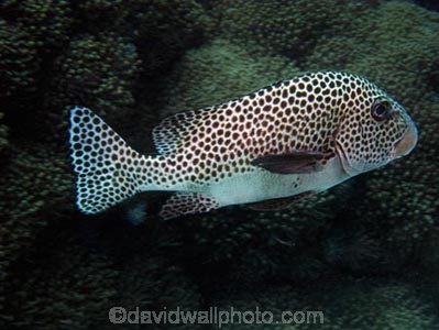 Agincourt-Reef;Agincourt-Reefs;Australasian;Australia;Australian;Barrier-Reef;coral-reef;coral-reefs;Coral-Sea;dive-site;dive-sites;diving;ecosystem;environment;fish;fishes;Great-Barrier-Reef;Great-Barrier-Reef-Marine-Park;Haemulidae;Harlequin-Sweetlip;Harlequin-Sweetlips;Harlequins-Sweetlips;Many-Spotted-Sweetlips;Many_Spotted-Sweetlips;marine;marine-environment;marine-life;marinelife;North-Queensland;Ocean;oceanlife;Oceans;Plectorhinchus-chaetodonoides;Qld;Queensland;reef;reefs;ribbon-reef;ribbon-reefs;ribbonreef;ribbonreefs;scuba-diving;Sea;sealife;Seas;South-Pacific;Tasman-Sea;Tropcial-North-Queensland;tropical-reef;tropical-reefs;under-water;under_water;undersea;underwater;underwater-photo;underwater-photography;underwater-photos;UNESCO-World-Heritage-Site;Wiorld-Heritage-Site;World-Heritage-Area;World-Heritage-Park