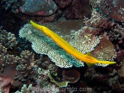 Agincourt-Reef;Agincourt-Reefs;Aulostomus-chimensis;Australasian;Australia;Australian;Barrier-Reef;coral-reef;coral-reefs;Coral-Sea;dive-site;dive-sites;diving;ecosystem;environment;fish;fishes;flutemouth;flutemouths;Great-Barrier-Reef;Great-Barrier-Reef-Marine-Park;long;marine;marine-environment;marine-life;marinelife;North-Queensland;Ocean;oceanlife;Oceans;Painted-Flute-Mouth;Painted-Flute-Mouths;Painted-Flute_mouth;Painted-Flute_mouths;Painted-Flutemouth;Painted-Flutemouths;Qld;Queensland;reef;reefs;ribbon-reef;ribbon-reefs;ribbonreef;ribbonreefs;scuba-diving;Sea;sealife;Seas;skinny;South-Pacific;Tasman-Sea;Tropcial-North-Queensland;tropical-reef;tropical-reefs;trumpet-fish;trumpet-fishes;trumpet_fish;trumpet_fishes;trumpetfish;trumpetfishes;under-water;under_water;undersea;underwater;underwater-photo;underwater-photography;underwater-photos;UNESCO-World-Heritage-Site;unusual;Wiorld-Heritage-Site;World-Heritage-Area;World-Heritage-Park;yellow