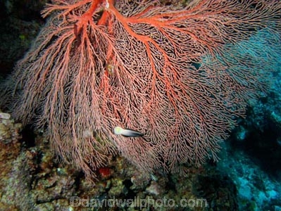 Agincourt-Reef;Agincourt-Reefs;Australasian;Australia;Australian;Barrier-Reef;coral-reef;coral-reefs;Coral-Sea;corals;dive-site;dive-sites;diving;ecosystem;environment;fan-coral;fan-corals;gorgonian-fan-coral;Great-Barrier-Reef;Great-Barrier-Reef-Marine-Park;marine;marine-environment;marine-life;marinelife;North-Queensland;Ocean;oceanlife;Oceans;Qld;Queensland;reef;reefs;ribbon-reef;ribbon-reefs;ribbonreef;ribbonreefs;scuba-diving;Sea;sea-fan;sea-fans;seafan;seafans;sealife;Seas;South-Pacific;Tasman-Sea;Tropcial-North-Queensland;tropical-reef;tropical-reefs;under-water;under_water;undersea;underwater;underwater-photo;underwater-photography;underwater-photos;UNESCO-World-Heritage-Site;Wiorld-Heritage-Site;World-Heritage-Area;World-Heritage-Park