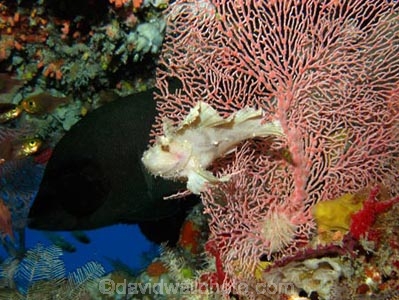 Aethaloperca-rogaa;Agincourt-Reef;Agincourt-Reefs;Australasian;Australia;Australian;Barrier-Reef;coral-reef;coral-reefs;Coral-Sea;corals;dive-site;dive-sites;diving;ecosystem;environment;fan-coral;fan-corals;fish;fishes;gorgonian-fan-coral;Great-Barrier-Reef;Great-Barrier-Reef-Marine-Park;Leaf-Scorpionfish;Leaf-Scorpionfishes;marine;marine-environment;marine-life;marinelife;North-Queensland;Ocean;oceanlife;Oceans;Paperfish;Qld;Queensland;Red_flushed-Rockcod;reef;reefs;ribbon-reef;ribbon-reefs;ribbonreef;ribbonreefs;Sailfin-leaf-fish;Scorpaenidae;Scorpionfish;scorpionfishes;scuba-diving;Sea;sea-fan;sea-fans;seafan;seafans;sealife;Seas;South-Pacific;Taenianotus-triacanthus;Tasman-Sea;Tropcial-North-Queensland;tropical-reef;tropical-reefs;under-water;under_water;undersea;underwater;underwater-photo;underwater-photography;underwater-photos;UNESCO-World-Heritage-Site;Wiorld-Heritage-Site;World-Heritage-Area;World-Heritage-Park