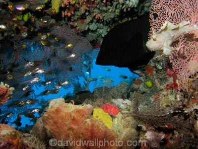 Aethaloperca-rogaa;Agincourt-Reef;Agincourt-Reefs;Australasian;Australia;Australian;Barrier-Reef;coral-reef;coral-reefs;Coral-Sea;corals;dive-site;dive-sites;diving;ecosystem;environment;fan-coral;fan-corals;fish;fishes;gorgonian-fan-coral;Great-Barrier-Reef;Great-Barrier-Reef-Marine-Park;Leaf-Scorpionfish;Leaf-Scorpionfishes;marine;marine-environment;marine-life;marinelife;North-Queensland;Ocean;oceanlife;Oceans;Paperfish;Qld;Queensland;Red_flushed-Rockcod;reef;reefs;ribbon-reef;ribbon-reefs;ribbonreef;ribbonreefs;Sailfin-leaf-fish;school;schools;Scorpaenidae;Scorpionfish;scorpionfishes;scuba-diving;Sea;sea-fan;sea-fans;seafan;seafans;sealife;Seas;shoal;shoals;South-Pacific;Taenianotus-triacanthus;Tasman-Sea;Tropcial-North-Queensland;tropical-reef;tropical-reefs;under-water;under_water;undersea;underwater;underwater-photo;underwater-photography;underwater-photos;UNESCO-World-Heritage-Site;Wiorld-Heritage-Site;World-Heritage-Area;World-Heritage-Park