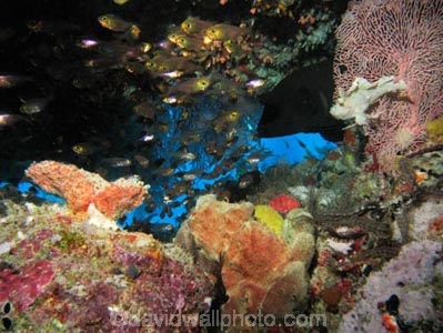 Aethaloperca-rogaa;Agincourt-Reef;Agincourt-Reefs;Australasian;Australia;Australian;Barrier-Reef;coral-reef;coral-reefs;Coral-Sea;corals;dive-site;dive-sites;diving;ecosystem;environment;fan-coral;fan-corals;fish;fishes;gorgonian-fan-coral;Great-Barrier-Reef;Great-Barrier-Reef-Marine-Park;Leaf-Scorpionfish;Leaf-Scorpionfishes;marine;marine-environment;marine-life;marinelife;North-Queensland;Ocean;oceanlife;Oceans;Paperfish;Qld;Queensland;Red_flushed-Rockcod;reef;reefs;ribbon-reef;ribbon-reefs;ribbonreef;ribbonreefs;Sailfin-leaf-fish;Scorpaenidae;Scorpionfish;scorpionfishes;scuba-diving;Sea;sea-fan;sea-fans;seafan;seafans;sealife;Seas;South-Pacific;Taenianotus-triacanthus;Tasman-Sea;Tropcial-North-Queensland;tropical-reef;tropical-reefs;under-water;under_water;undersea;underwater;underwater-photo;underwater-photography;underwater-photos;UNESCO-World-Heritage-Site;Wiorld-Heritage-Site;World-Heritage-Area;World-Heritage-Park