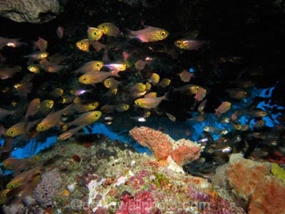 Agincourt-Reef;Agincourt-Reefs;Apogon-hoevenii;Australasian;Australia;Australian;Barrier-Reef;Cardinalfish;Cardinalfishes;cave;caves;coral-reef;coral-reefs;Coral-Sea;dive-site;dive-sites;diving;ecosystem;environment;fish;fishes;Frostfin-cardinalfish;Frostfin-cardinalfishes;Great-Barrier-Reef;Great-Barrier-Reef-Marine-Park;marine;marine-environment;marine-life;marinelife;North-Queensland;Ocean;oceanlife;Oceans;Qld;Queensland;reef;reefs;ribbon-reef;ribbon-reefs;ribbonreef;ribbonreefs;school;schools;scuba-diving;Sea;sealife;Seas;shoal;shoals;South-Pacific;Tasman-Sea;Tropcial-North-Queensland;tropical-reef;tropical-reefs;under-water;under_water;undersea;underwater;underwater-photo;underwater-photography;underwater-photos;UNESCO-World-Heritage-Site;Wiorld-Heritage-Site;World-Heritage-Area;World-Heritage-Park
