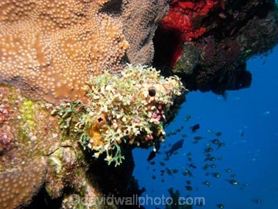 Agincourt-Reef;Agincourt-Reefs;Australasian;Australia;Australian;Barrier-Reef;coral-reef;coral-reefs;Coral-Sea;dive-site;dive-sites;diving;ecosystem;environment;fish;fishes;Great-Barrier-Reef;Great-Barrier-Reef-Marine-Park;marine;marine-environment;marine-life;marinelife;North-Queensland;Ocean;oceanlife;Oceans;Qld;Queensland;reef;reefs;ribbon-reef;ribbon-reefs;ribbonreef;ribbonreefs;scuba-diving;Sea;sealife;Seas;South-Pacific;Tasman-Sea;Tropcial-North-Queensland;tropical-reef;tropical-reefs;under-water;under_water;undersea;underwater;underwater-photo;underwater-photography;underwater-photos;UNESCO-World-Heritage-Site;Wiorld-Heritage-Site;World-Heritage-Area;World-Heritage-Park